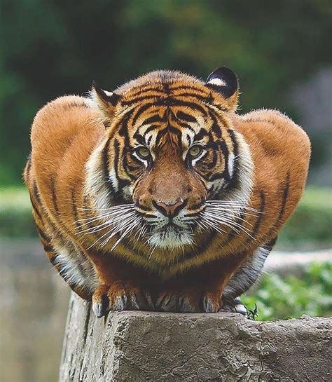 Psbattle This Tiger Ready To Pounce Rphotoshopbattles