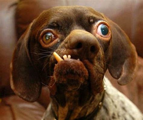 Britain's ugliest dog, who had a cataract and no teeth, has died aged 16, his owner has no one will every replace chase; Ted's Miscellaneous Mirrorless Marauding - Page 25
