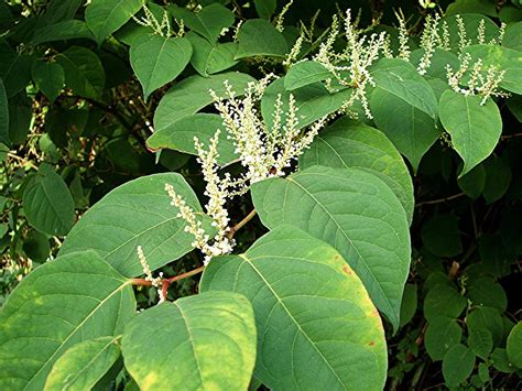 Japanese Knotweed Japanese Knotweed Invasive Plants Flower Oxilo