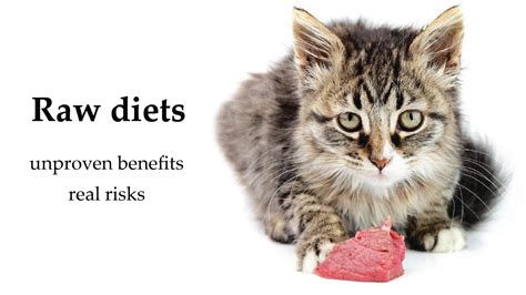Food For Thought Raw Diets Cats Only Veterinary Hospital
