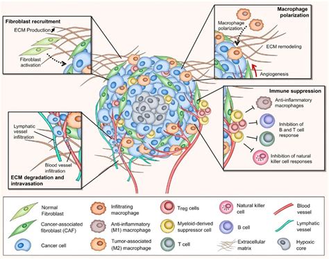 Schematic Representation Of The Tumor Microenvironment Tme Depicting
