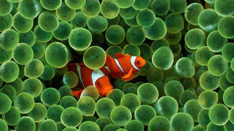 Fish Sea Anemones Coral Clownfish Animals Wildlife Wallpapers Hd
