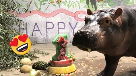 Fiona The Hippo Celebrates 1st Birthday Cbbc Newsround