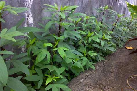 Rosella adalah tanaman yang merupakan tanaman herba asli afrika. Gambar Pohon Bunga Rosella - Gambar Ngetrend dan VIRAL
