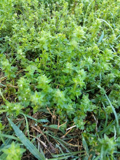 All trees have clues and features that can help with identification. Identify this lawn weed please