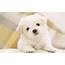 Online Wallpapers Shop Cute Puppy Pictures Wallpaper & Images