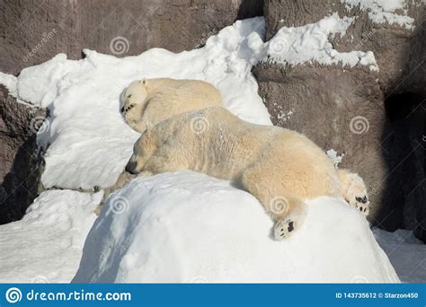 Two Polar Bear Cub Is Sleeping On The White Snow Ursus Maritimus Or