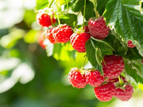 Tips And Information About Raspberries Gardening Know How