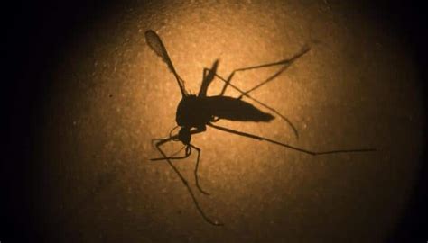 Scientists Reveal Why Zika Virus Causes Microcephaly Health News