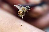 Images of Wasp Vs Bee Sting