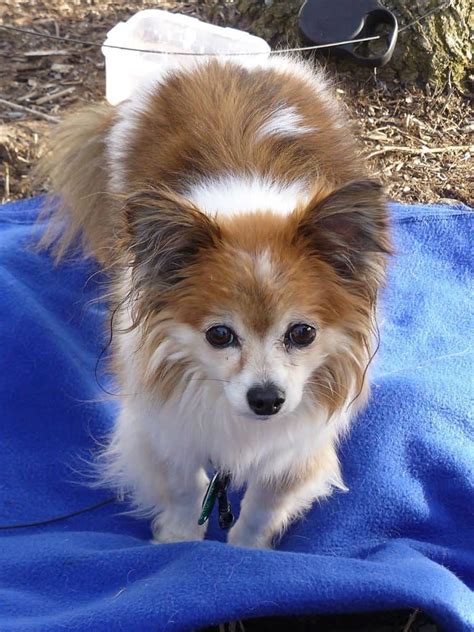 The Papillon Chihuahua Mix Your Top 5 Questions Answered Animalso