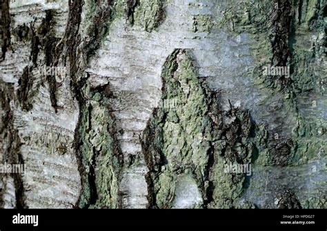 Bark Of A Silver Birch Tree With Lichen Stock Photo Alamy