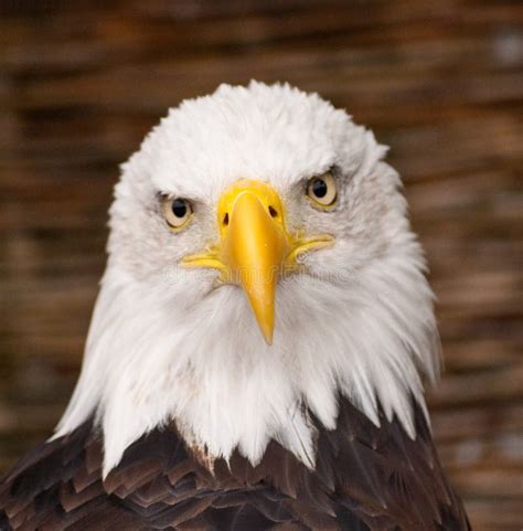 Bald Eagle Portrait Stock Photo Image Of Crown Democracy 550382