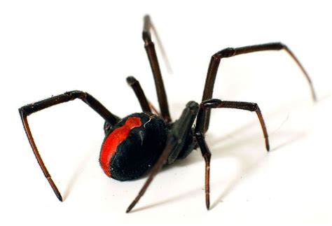 Do black widow spiders die after they lay their eggs? Australia's Most Dangerous Spiders | Spider control ...