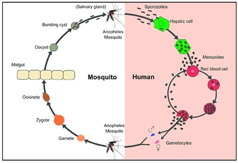 Life Cycle Of Plasmodium Falciparum Spz Entry Through The Bite Of A
