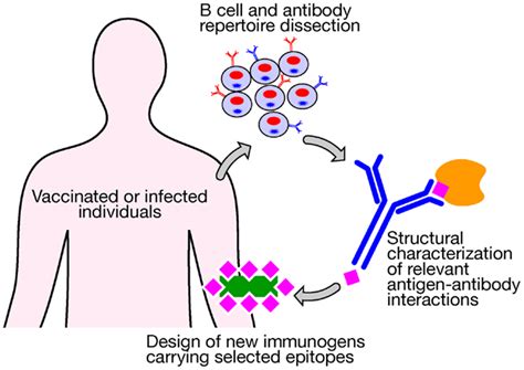 frontiers designing vaccines for the twenty first century society immunology