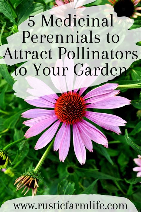 With flavorful leaves fit for a variety of culinary applications, oregano is a staple in herb gardens throughout the world. 5 Medicinal Perennials to Attract Pollinators to Your ...