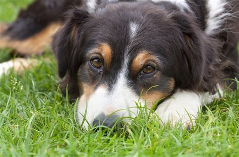 6 Reasons Your Dog Is Depressed Petmd