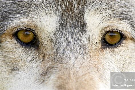 Eyes Of A Gray Wolf Stock Photo