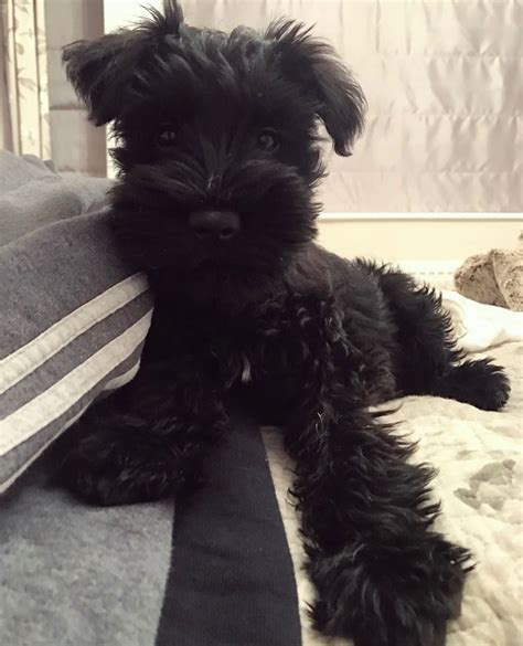 See who's pregnant at royal schnauzers and which puppy you could be taking home next. Love the black ones | Schnoodle puppy, Schnauzer puppy ...