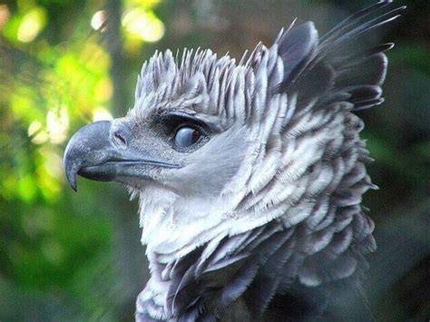 The Harpy Eagle Is A Reminder That Mythological Creatures Do Exist