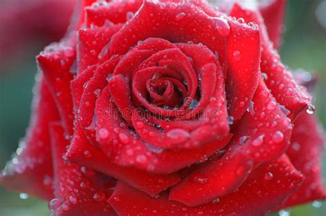 Close Up Beautiful Red Rose With Water Drops On Petals Vivid Col Stock