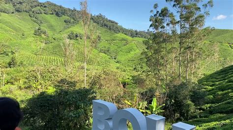 Boh plantation cameron highlands tea malaysia famous 100 famous teabag. Ladang Teh Boh Cameron Higlands - YouTube