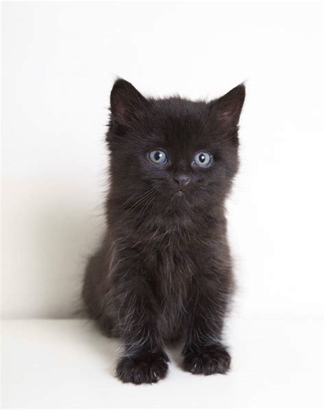 Черный пушистый котенок Много фото