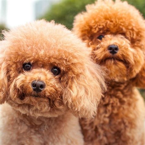 This hairstyle for small curly hair will add a ton of volume to your natural hair. 14 Curly-Haired Dogs That'll Have the Same 'Do As You in ...