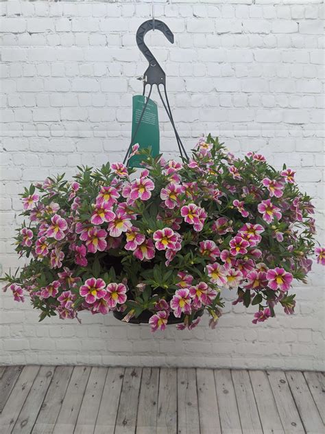 Maybe you would like to learn more about one of these? Petunia Hanging Basket in Saint Clairsville, OH | Lendon ...