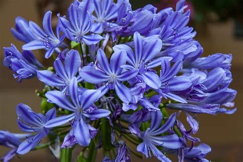 Agapanthus Moonlight Star Ballyrobert Gardens