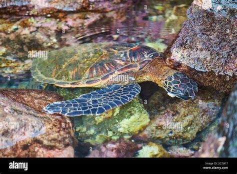 Green Turtle Rock Turtle Meat Turtle Chelonia Mydas In The Sea