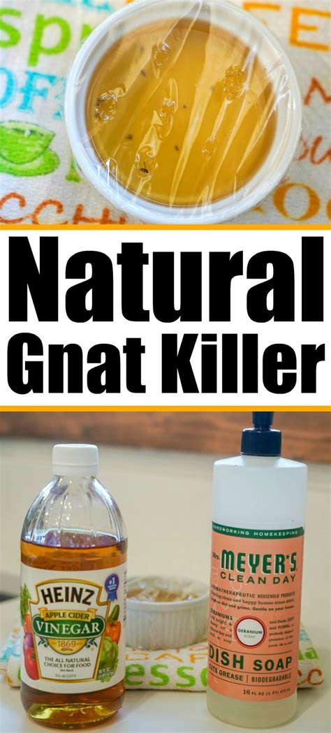 How To Get Rid Of Gnats Naturally · The Typical Mom