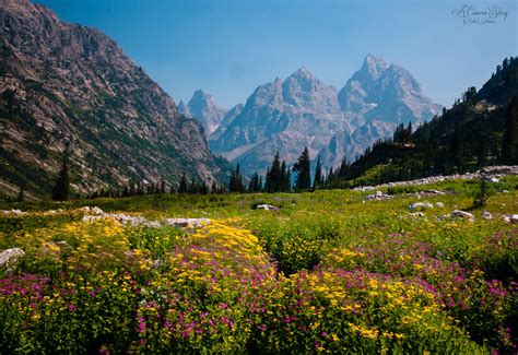 And you can send your card directly to the person of. Teton's Valley of Flowers | The Valley of Flowers is a ...