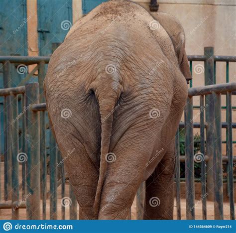 Tail Of Elephant Stock Image Image Of Nature Brown 144564609