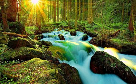Sunshine On Forest Stream Wallpaper And Background Image 1680x1050