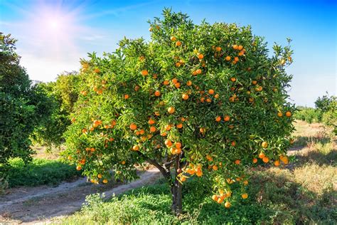 Orange Tree Fertilizer Top Feeding Tips