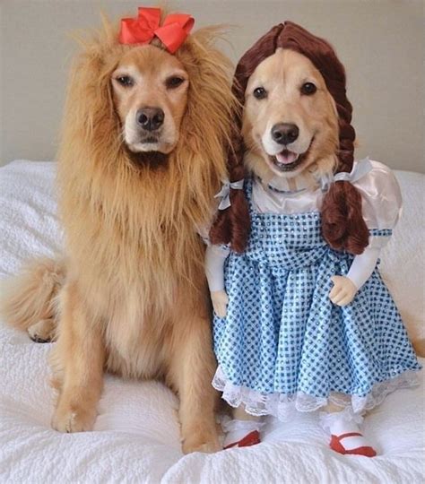 35 Fun Pet Costumes For Halloween To Be Your Best Partner Cute Dog