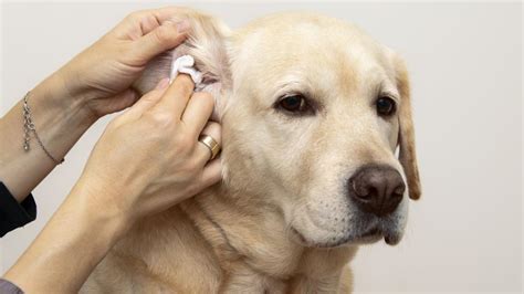 Dog Ear Infections Complete Guide Forbes Advisor
