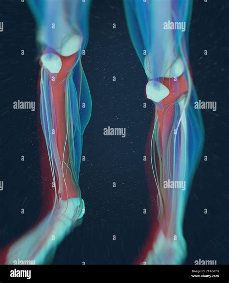 Hueso De La Tibia Anatomía Humana Ilustración 3d Fotografía De Stock