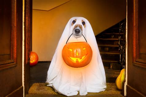 10 Best Dog Costumes To Dress Up Your Pooch For Halloween Indy100