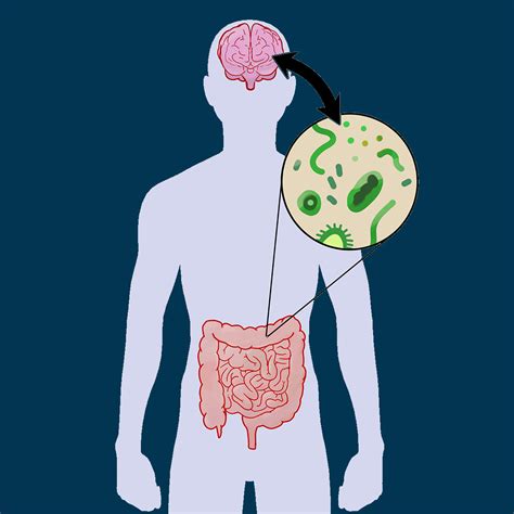 Did You Know Your Microbiome Is Often Referred To As Your Second Brain
