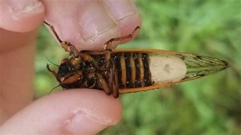 Cicadas Face Bizarre Death Zombie Fungus That Eats Away At Their