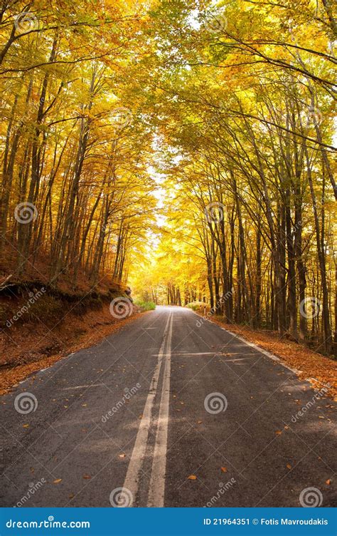 Autumn Country Road Stock Image Image Of Deciduous Line 21964351