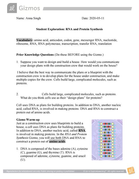 Amino acid, anticodon, codon, messenger rna, nucleotide, ribosome, rna, rna polymerase in the rna and protein synthesis gizmo™, you will use both dna and rna to construct a protein out of amino acids. Building Dna Gizmo Answer Key - Another spectacular ...
