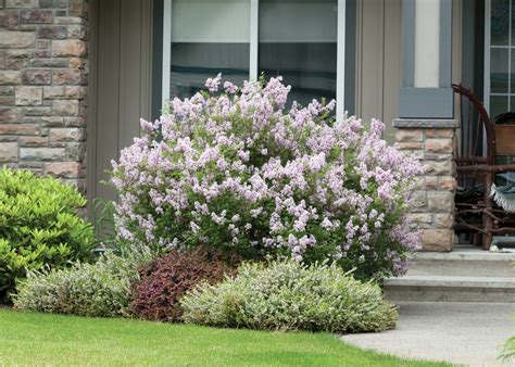 It also has a pleasant oval shape and a moderate height of 10 feet at maturity. Lilac, Miss Kim Dwarf - TheTreeFarm.com