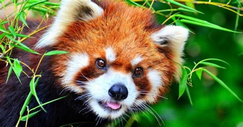 El Panda Rojo Amenazado Por La Deforestación La Verdad Noticias