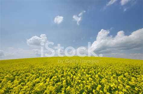 Yellow Flower Meadow Stock Photo Royalty Free Freeimages