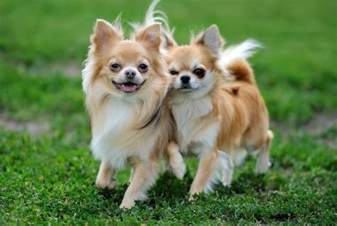 Long Haired Chihuahua A Complete Breeding Guide All About The Dog 2023