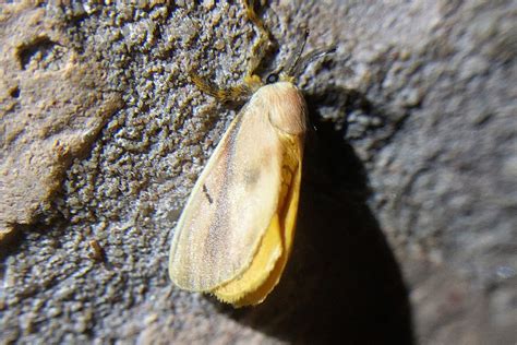 Dalceridae Pybio Paraguay Biodiversidad